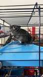 Chinchila com gaiola