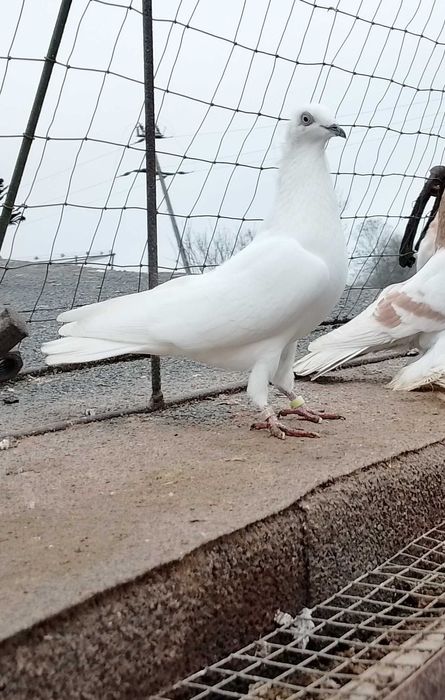 Czarnodzioby , białopolskie