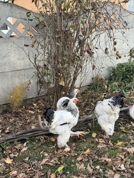 Продам Кури Брами