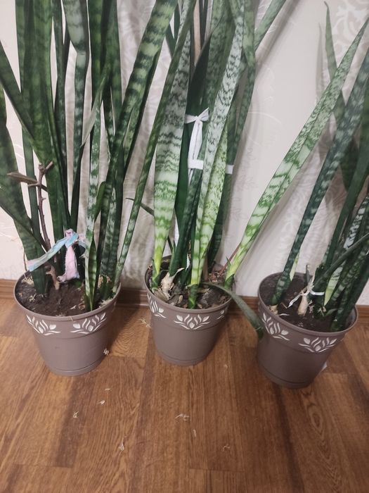 Продам сансевієрію висока