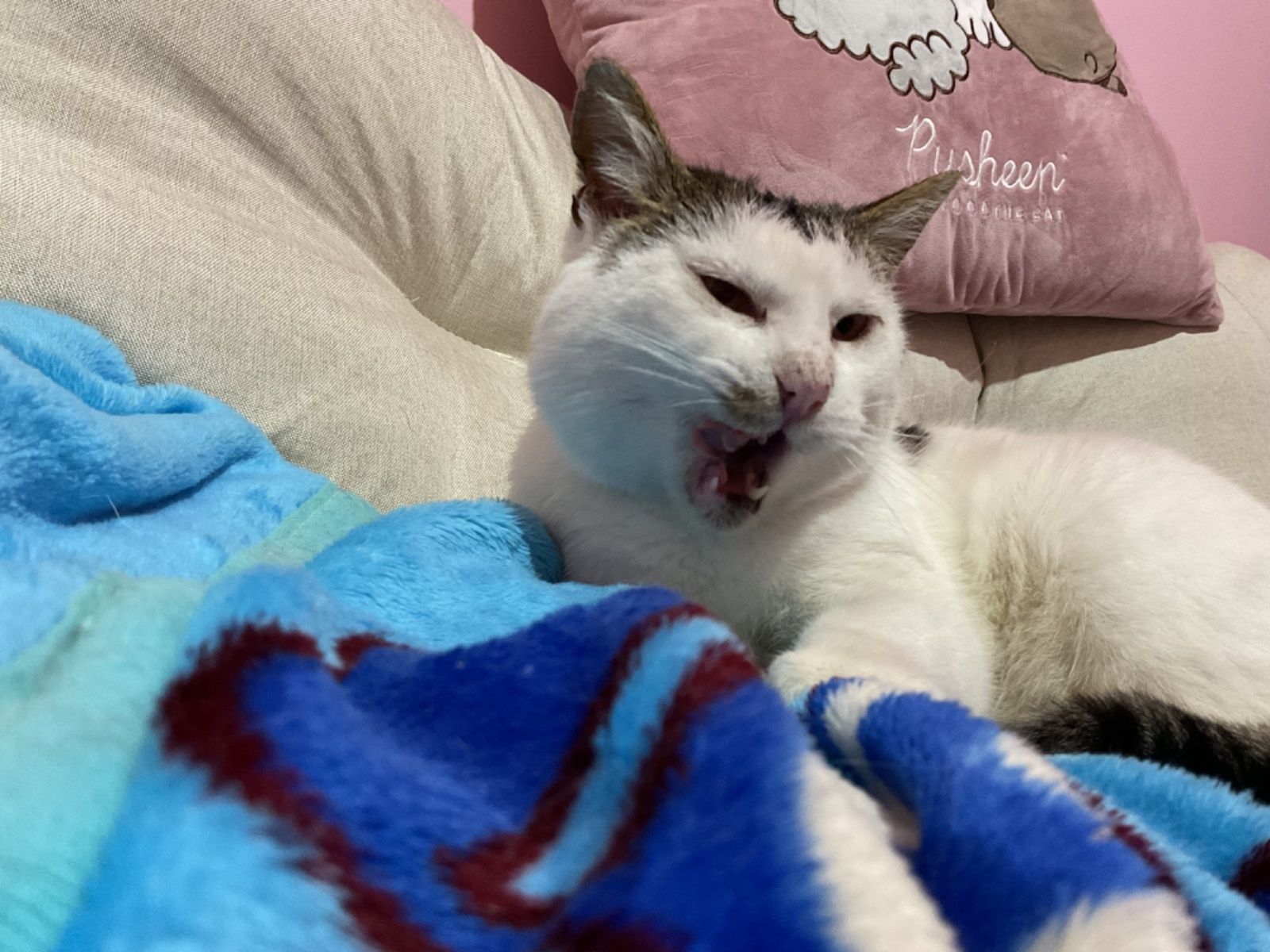 Bezdomny kot kocur Bieluch szuka domu do adopcji