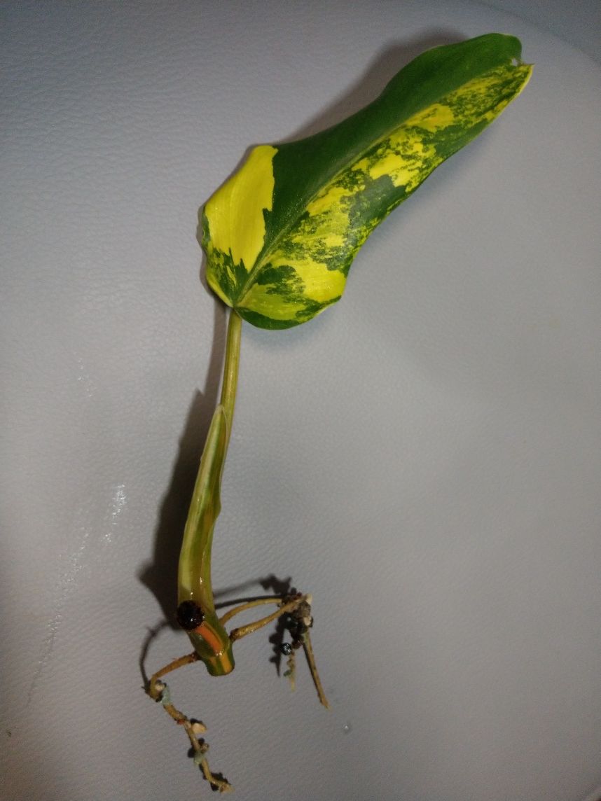 Philodendron Domesicum Variegata