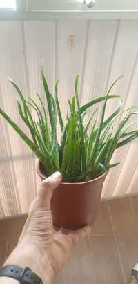 Sadzonki aloesu leczniczego (aloe vera) 10 szt.