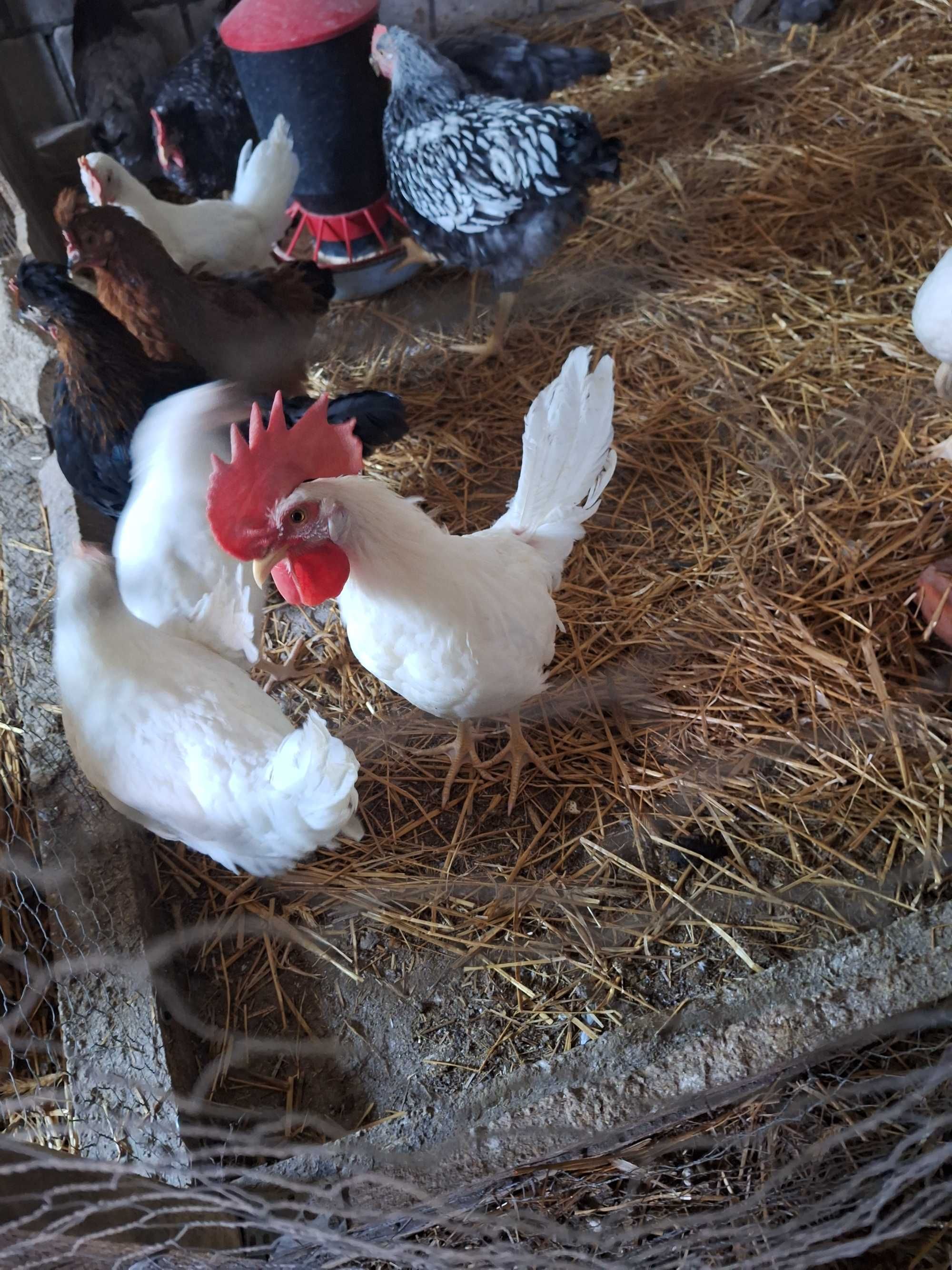 Koguty Leghorn i Wyondette