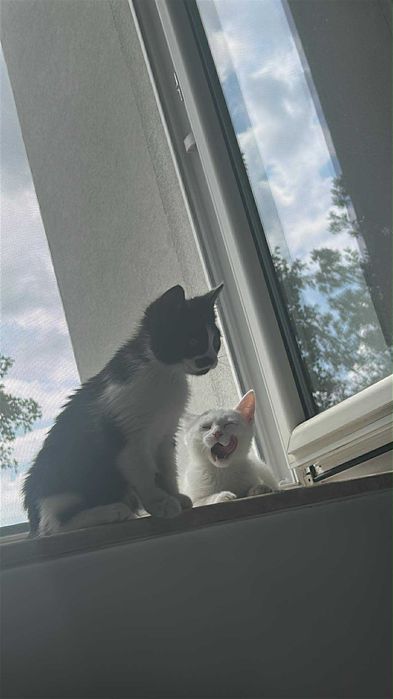 Hakuna Matata, czyli Timon i Pumba mogą zamieszkać w Twoim domu