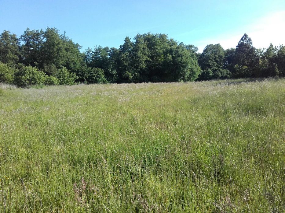 Śliczna działka w Słupcy otoczona łąkami 14 arów.