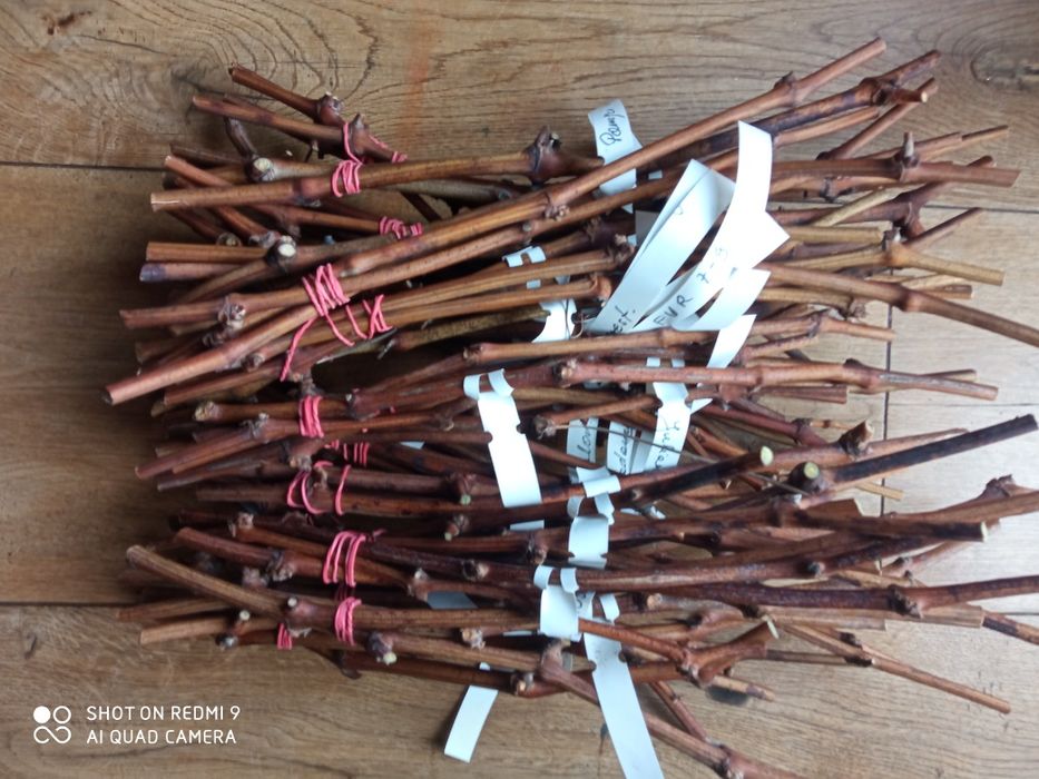 Sztobry winorośli winogron