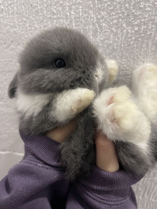 Кролик висловухий , МиниЛоп, елітні карликові кролики