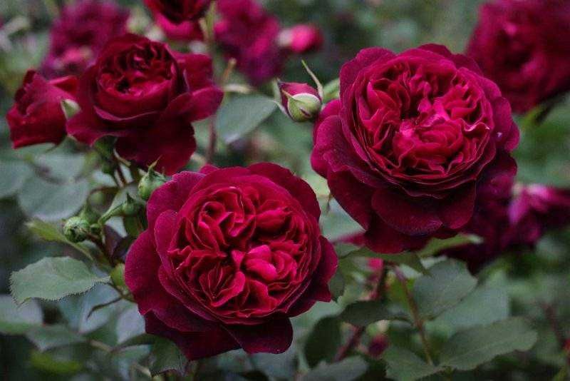 Троянди піоновидні, розы  пионовидные ,  саджанці