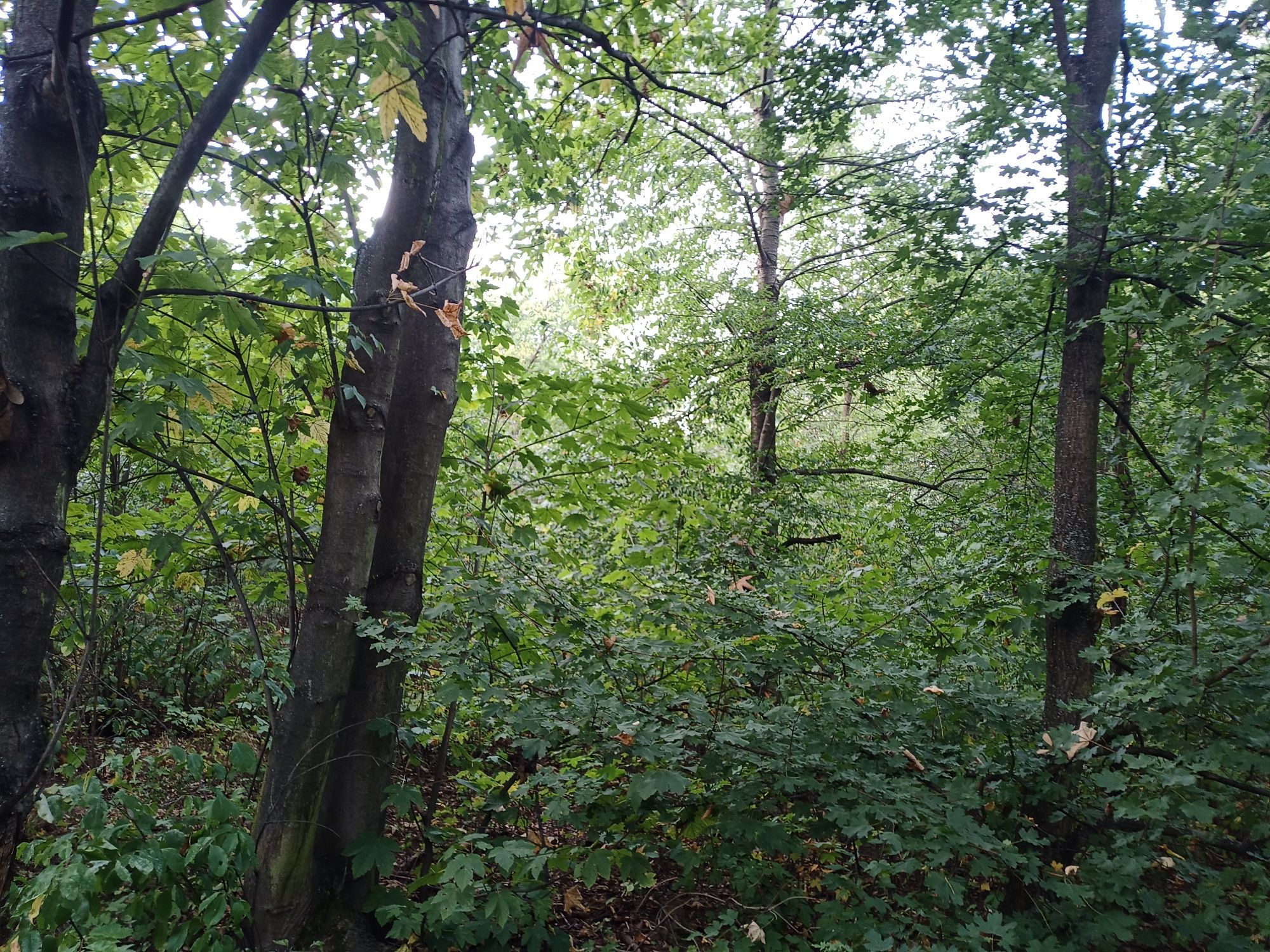 Działka leśna, łąka las Gęsiniec Strzelin