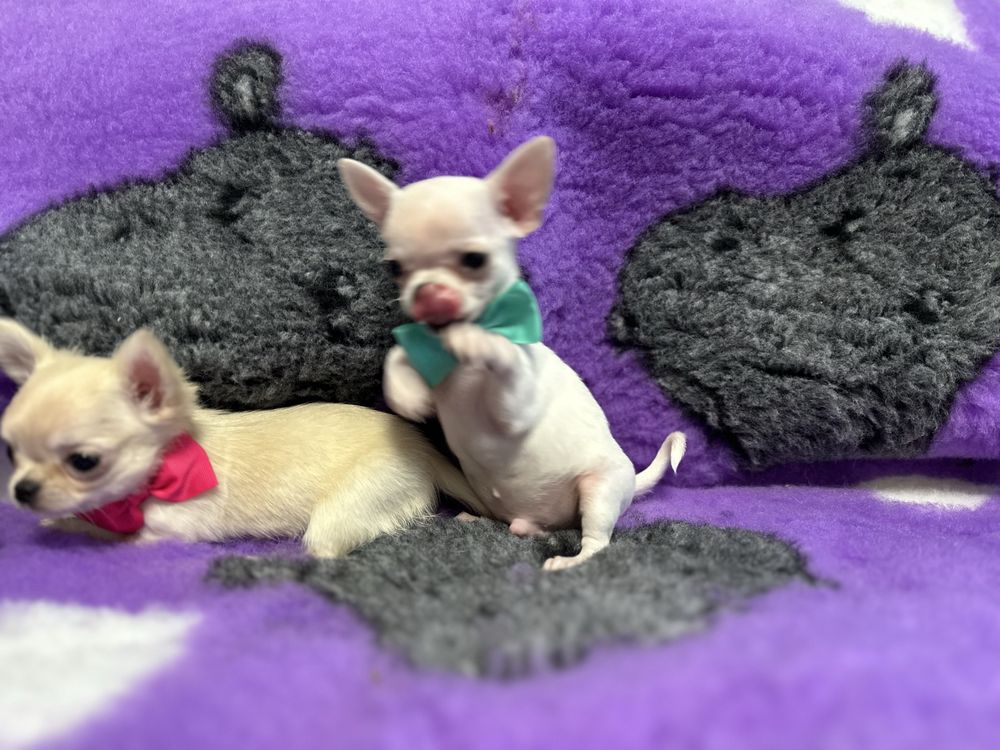Chihuahua chlopiec szczenie FCI