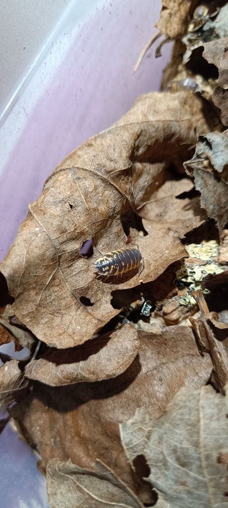 Porcellio ornatus chocolate równonogi, izopody