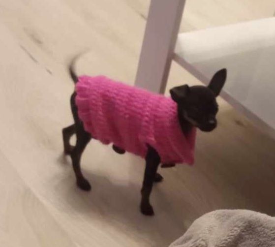 Cieplutkie Ubranko Sweterek XXS ratlerek chihuahua