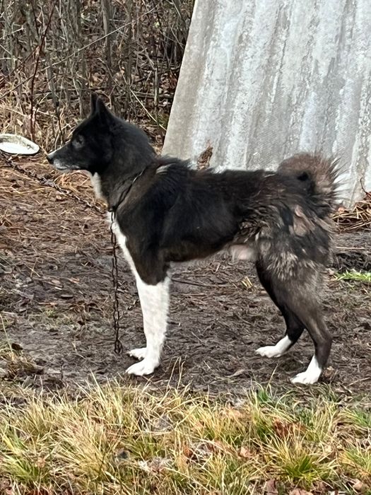 Західно сибірські лайки