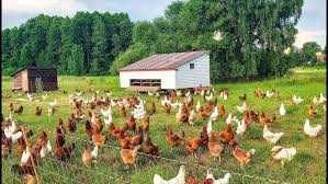 KURY NIOSKI  z wolnego wybiegu ! Rossa Messa Senny Leghorn i inne !