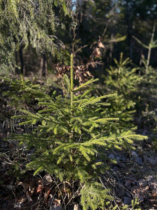 саджанці смереки