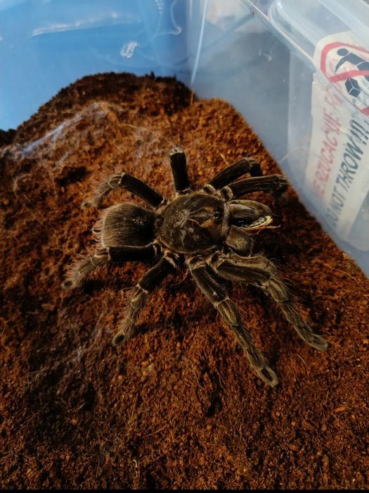 Pamphobeteus machalla l1