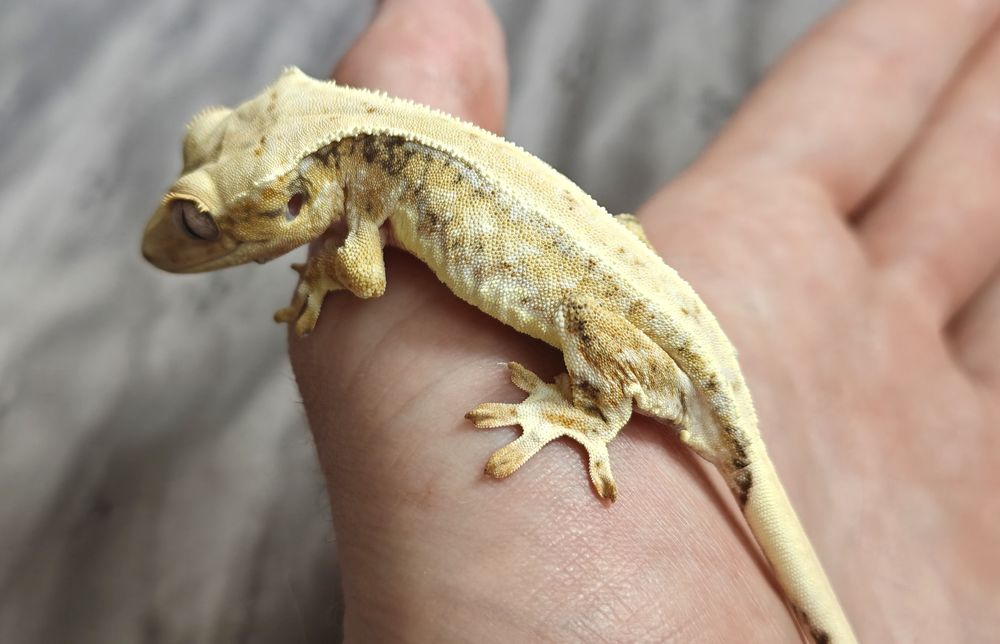 REZERWACJA Gekon orzęsiony Lilly white samczyk 10g hodowlany