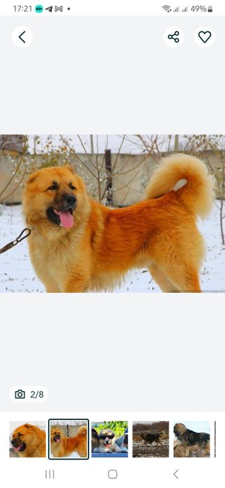 Кобелі  для  в'язки.