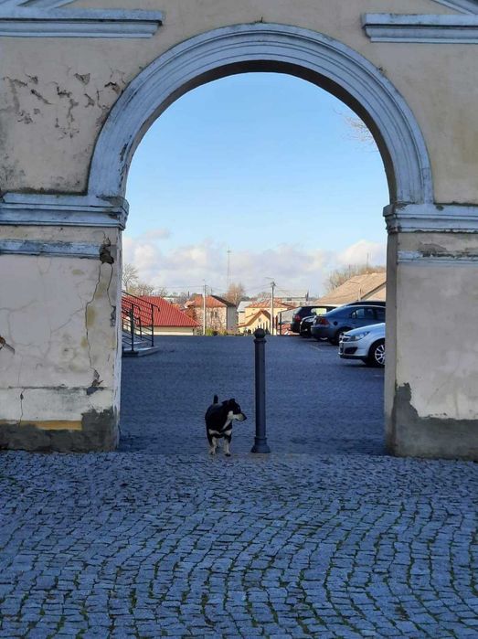 Czarek, pies wyjątkowy, szuka swojego człowieka