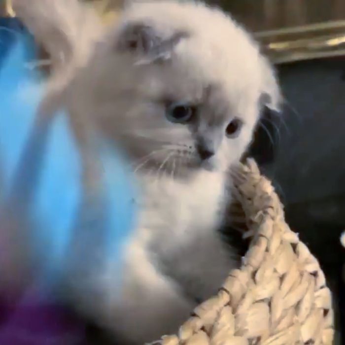 Лілові та блю-пойнтові висловушки