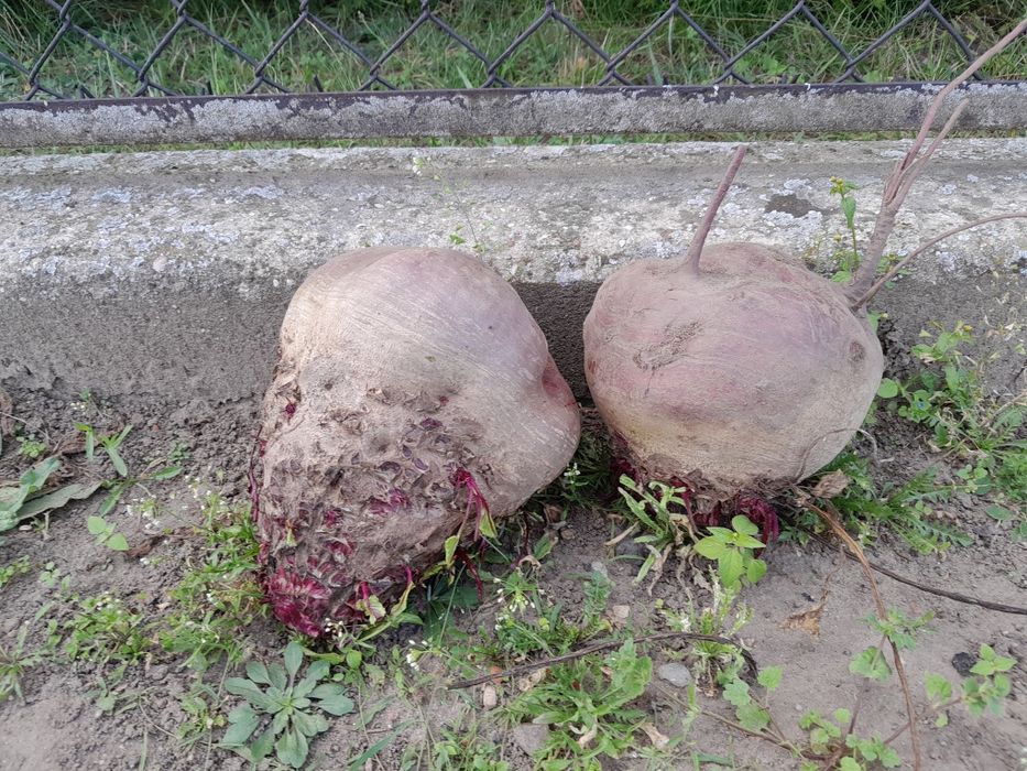 Buraczki giganty