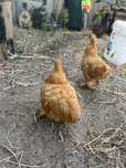 Duas pekins castanhas