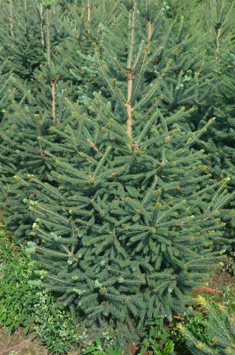 Stroisz ,gałązki świerkowe, świerki