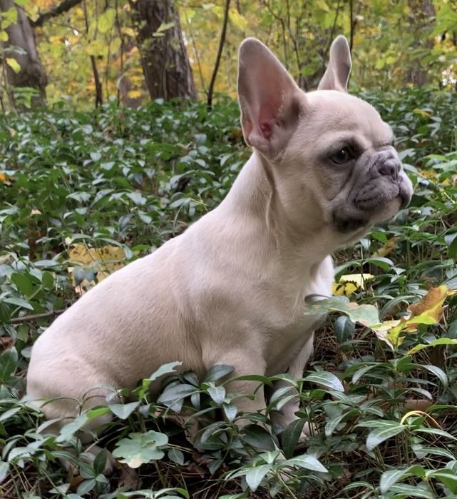 Красуня.Любить подорожі в авто.Вік 4 міс.