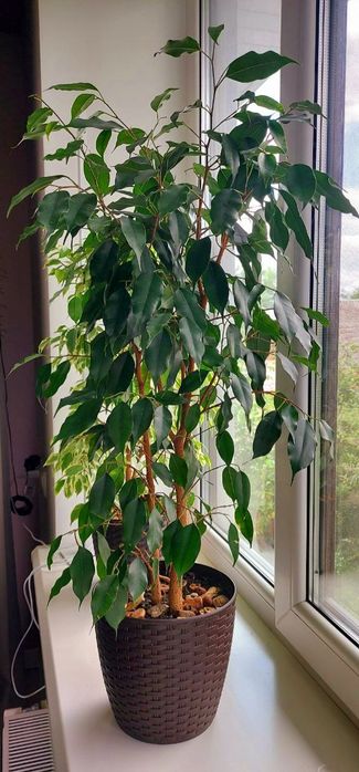 Фікус Бенджаміна 90 см.
Висота разом із горщиком – 90 см
Стан відмінни