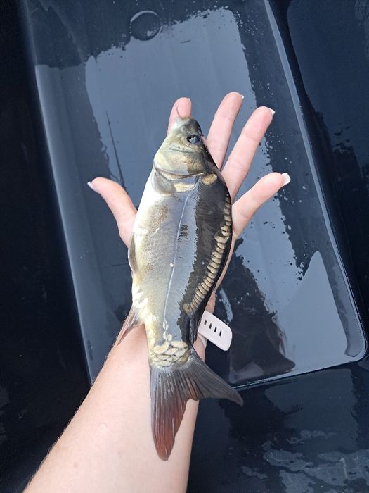 Karp kroczek 20-25cm