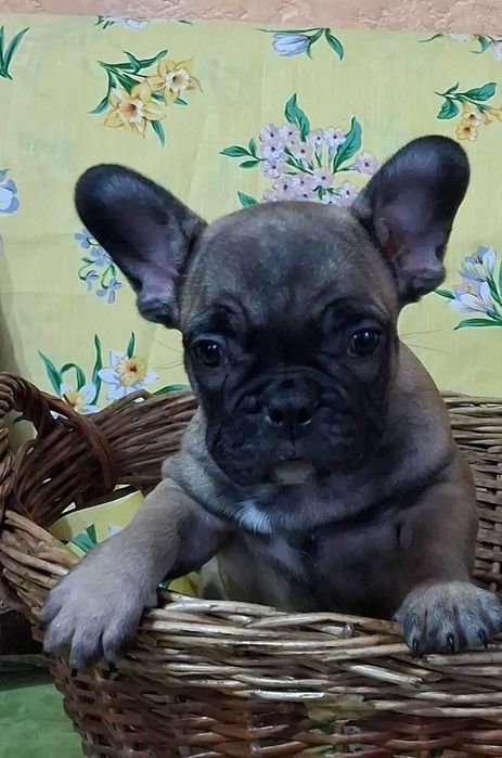 щенки французкий бульдог