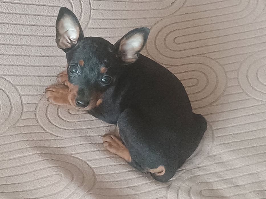 Sprzedam suczkę pinczer miniaturowy