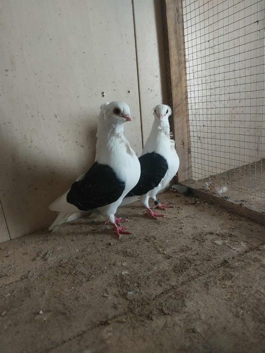 Golebie ozdobne mewki