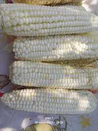 Кукуруза сахарная белая семена