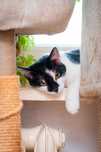 Kosmo - kociak do adopcji