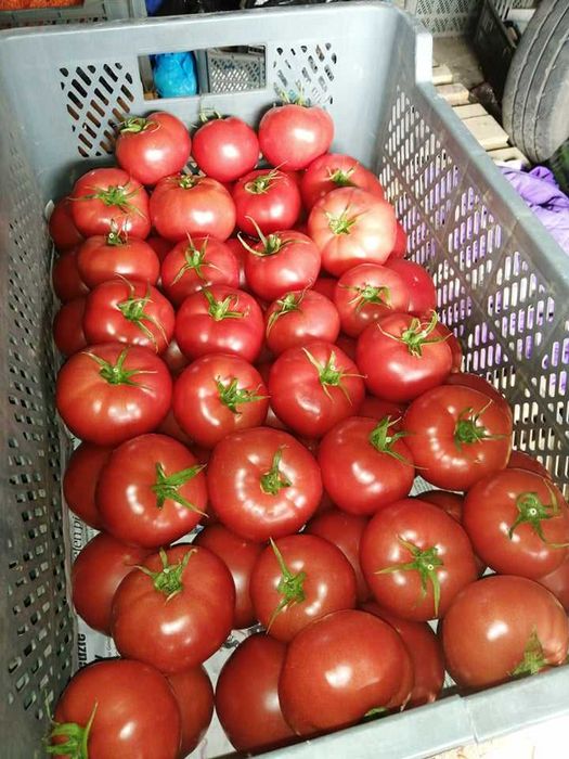 Mlode ziemniaki i kapusta kiszona i ogorki