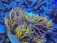 Euphyllia Glabrescens Golden Torch 24k