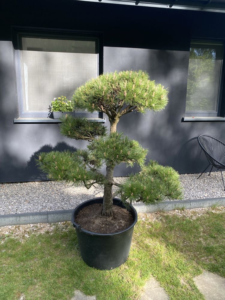 Sosna czarna formowana bonsai pinus nigra niwaki drzewo drzewko