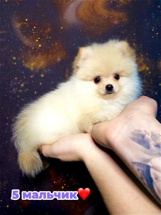 Пушистые кремовые щенки шпица — 5 маленьких солнышек