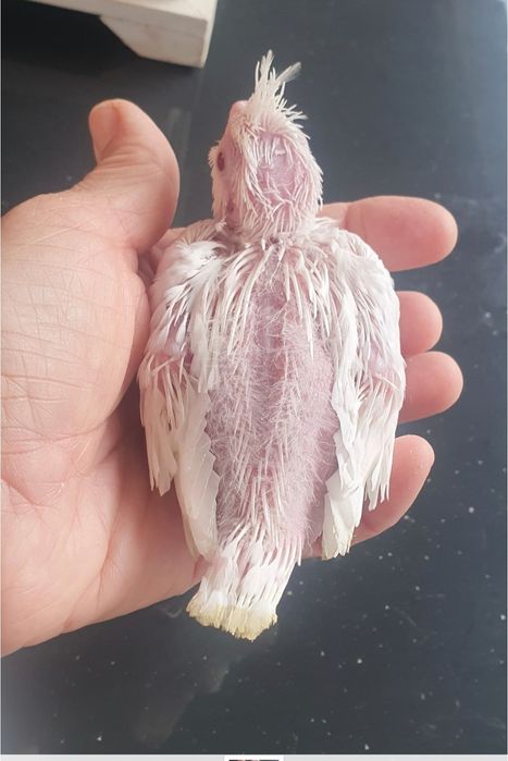 Caturras criadas à não