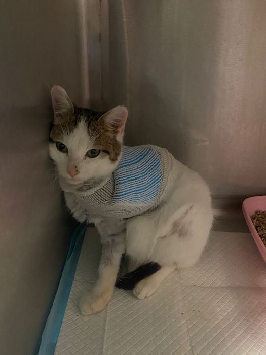 Brak mu jednej łapki, jednak marzy o domu jak kazdy inny kociak