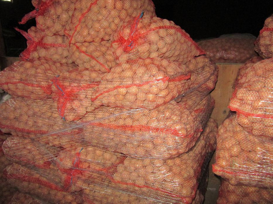 Ziemniaki Vineta ( kalibraż sadzeniaki ) wineta