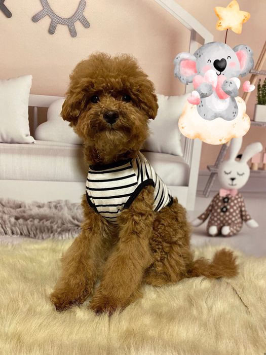 Найкращий друг на все життя! Мальтіпу! Мальтипу