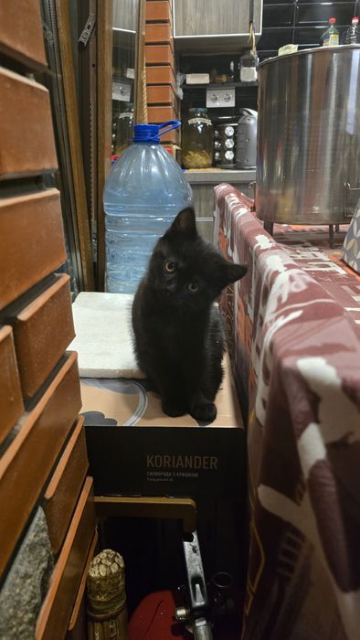 Котята в добрі руки