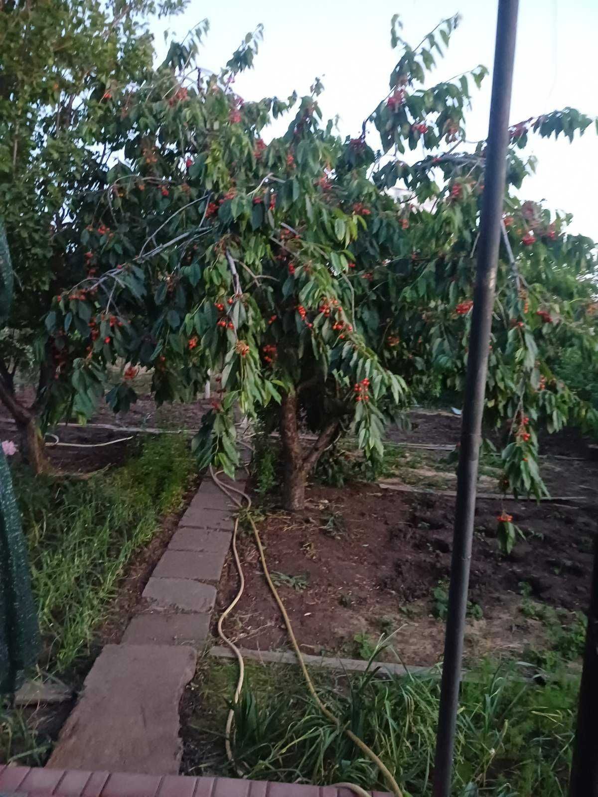 Продам дачу (житловий будинок ) з адресою, СВТ "Зорька"