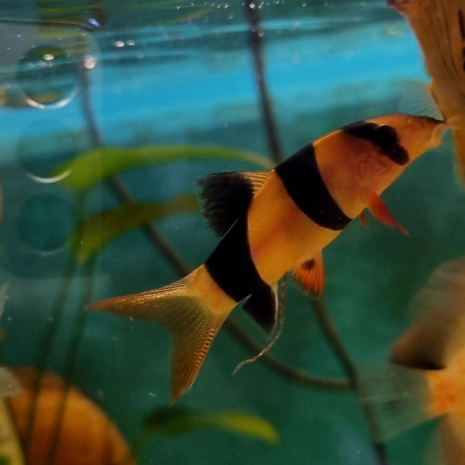 Bocja wspaniała (Chromobotia macracanthus) – 5 cm