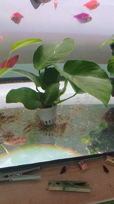 Rośliny akwariowe - Anubias barteri XL (duża)