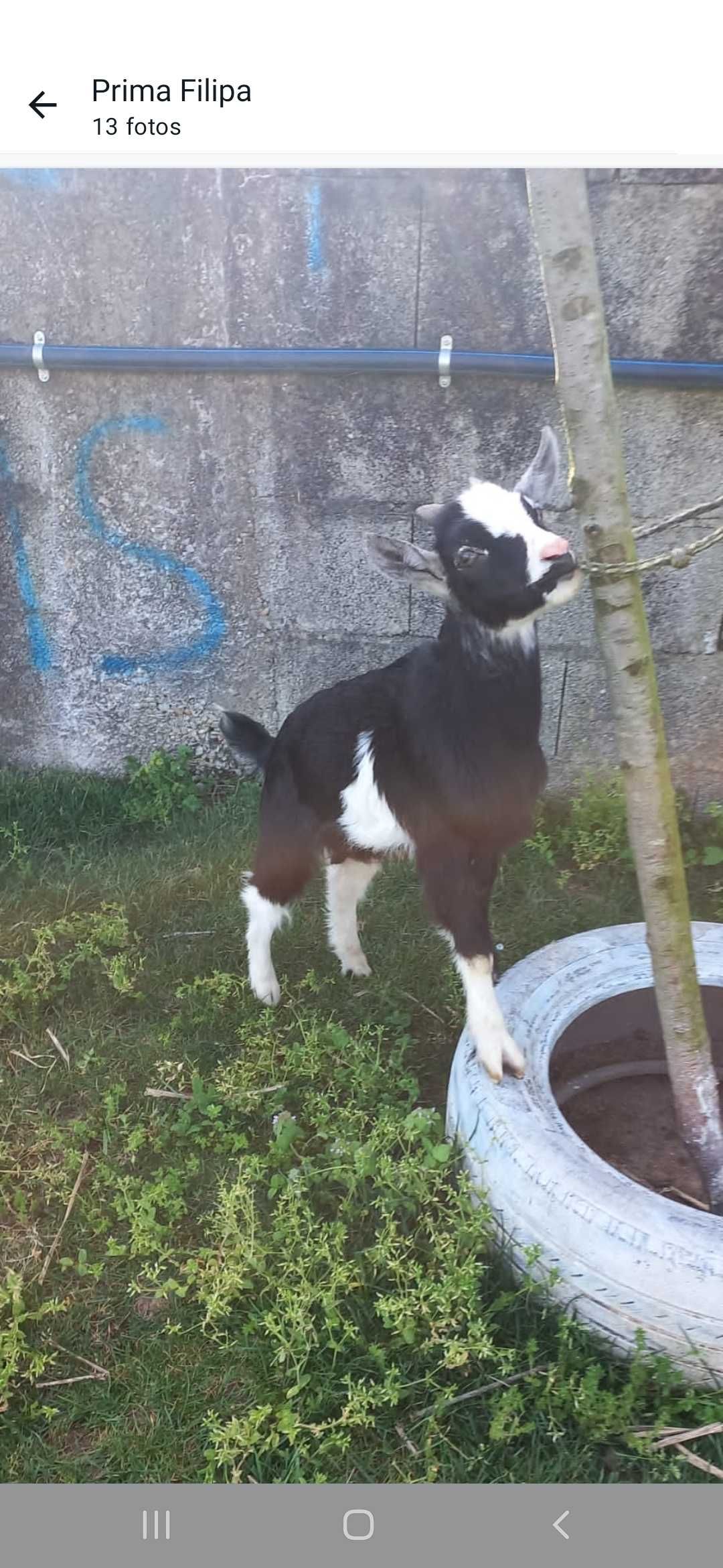 Vendo cabritos macho anãs