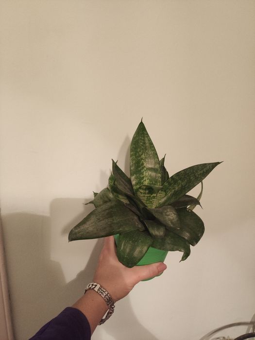 Рослина тещин язик